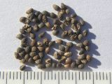 Teucrium orientale