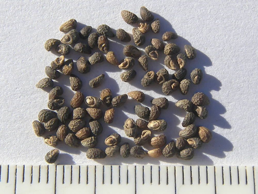 Image of Teucrium orientale specimen.