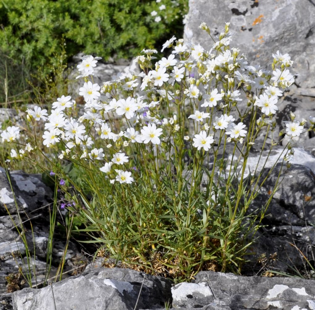 Изображение особи Cerastium banaticum.