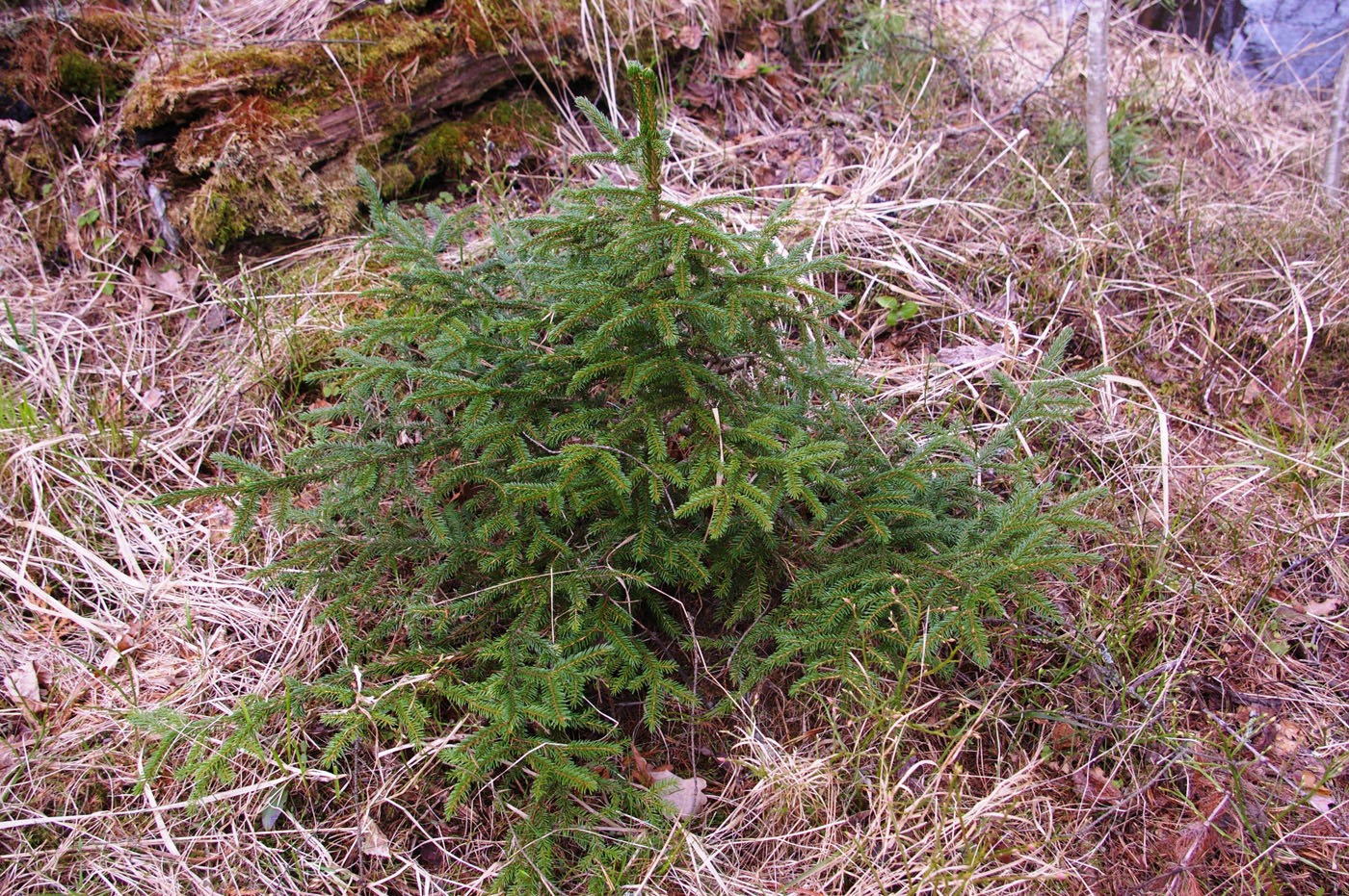 Изображение особи Picea omorika.