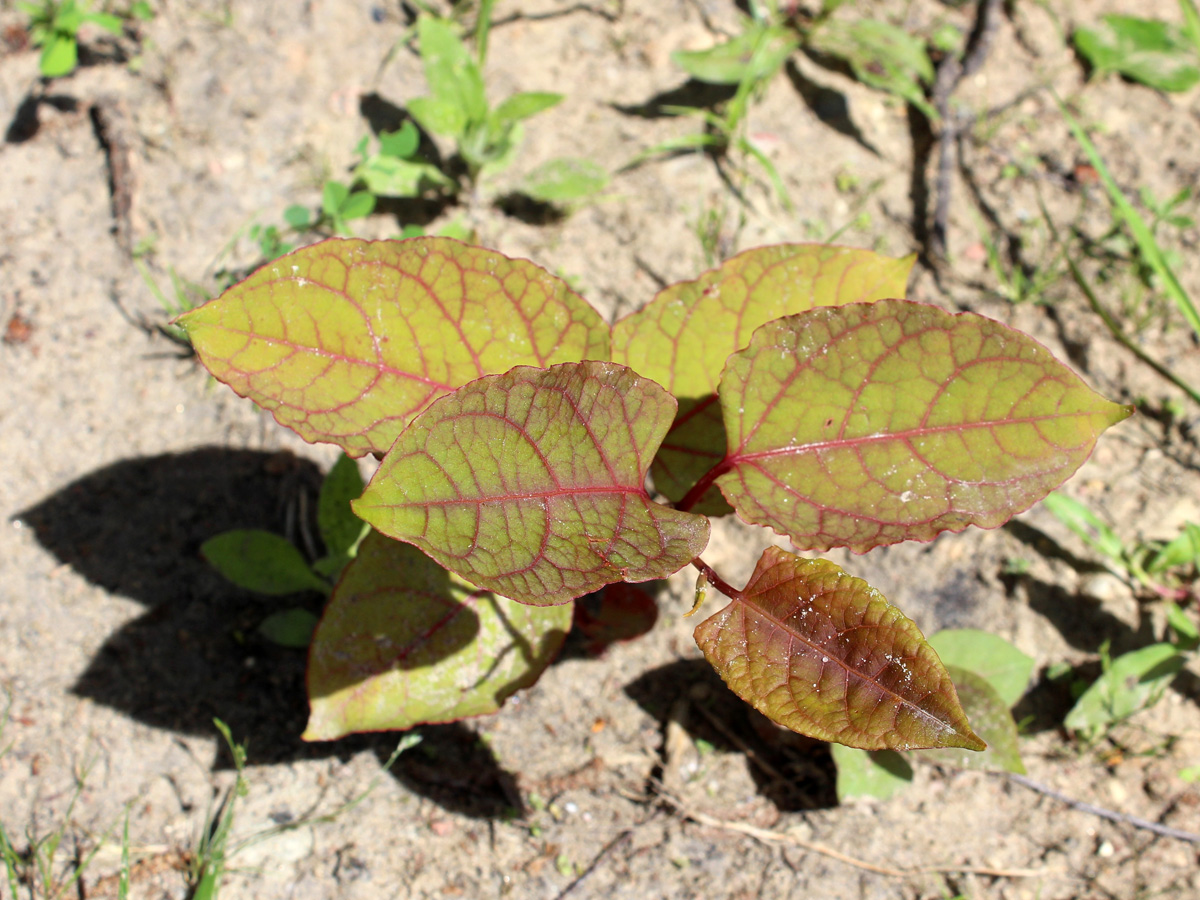 Изображение особи Reynoutria japonica.