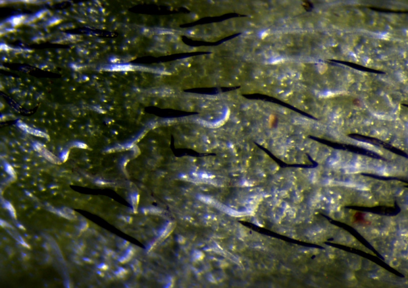 Image of Astragalus marinus specimen.