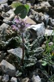 Pedicularis violascens