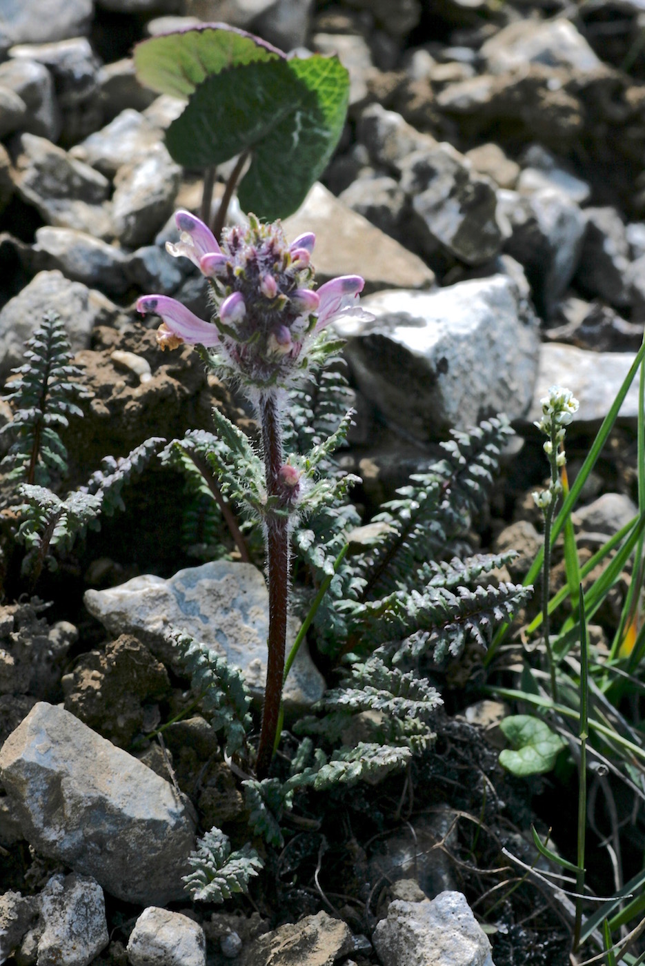 Изображение особи Pedicularis violascens.