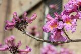 Tabebuia impetiginosa