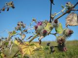 Arctium tomentosum. Часть ветви с соцветиями. Пензенская обл., Мокшанский р-н, окр. с. Подгорное, луг на склоне оврага. 10 августа 2016 г.