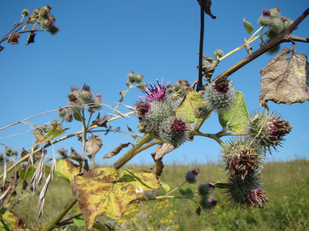 Image of Arctium tomentosum specimen.