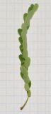 Phyllanthus amarus. Побег цветущего и плодоносящего растения. Таиланд, о-в Пхукет, курорт Карон, полоса зелёных насаждений вдоль пляжа. 18.01.2017.