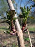 Sambucus nigra. Средняя часть стебля. Украина, Житомирская обл., г. Новоград-Волынский, правый берег р. Случь, в р-не Житомирского моста. 02.04.2017.