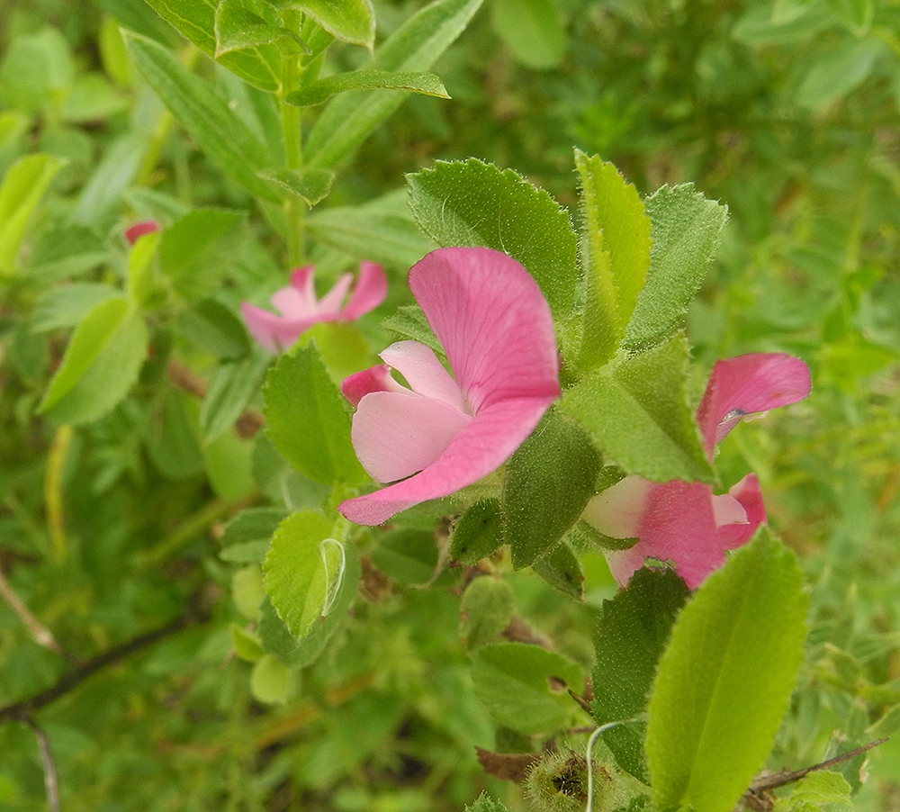 Изображение особи Ononis spinosa.