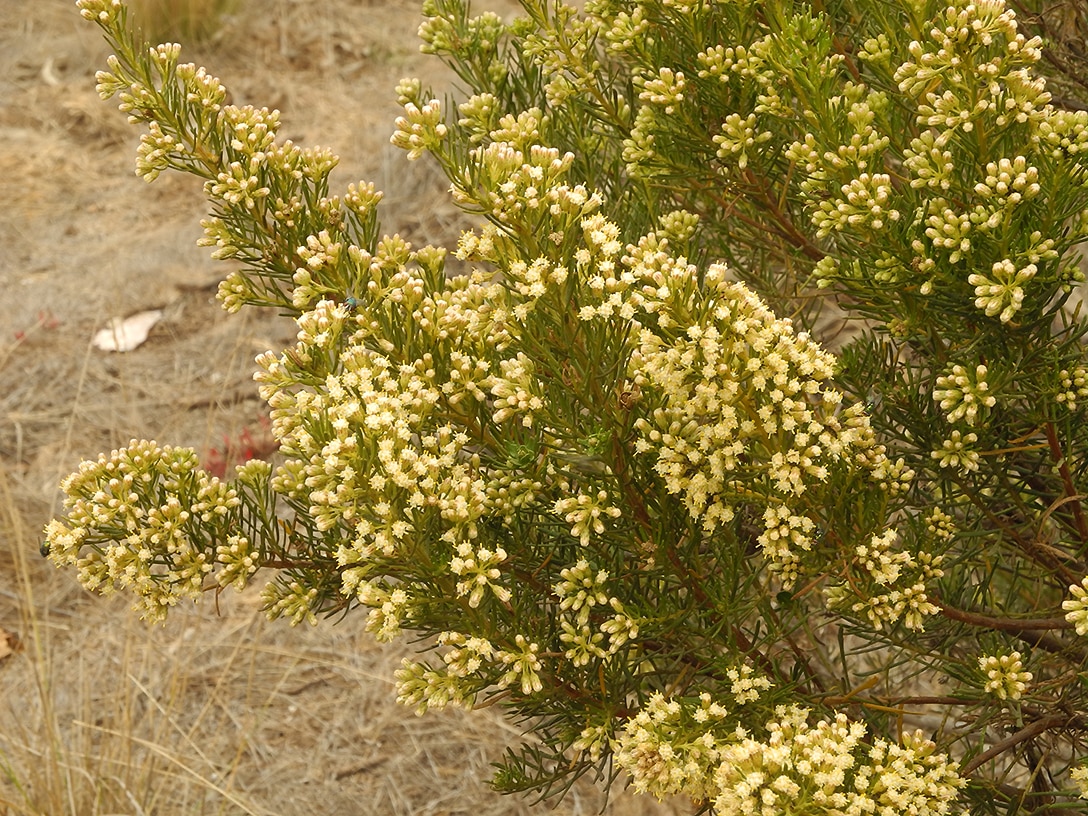 Изображение особи Baccharis linearis.