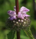 Phlomoides tuberosa