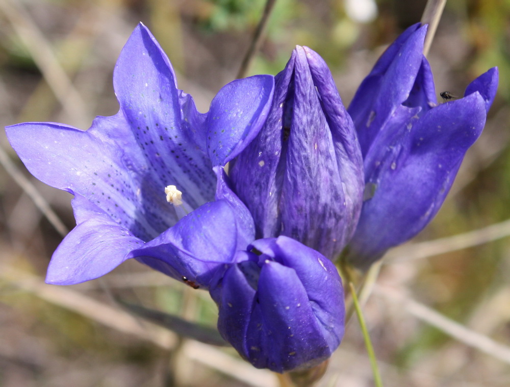 Изображение особи Gentiana decumbens.