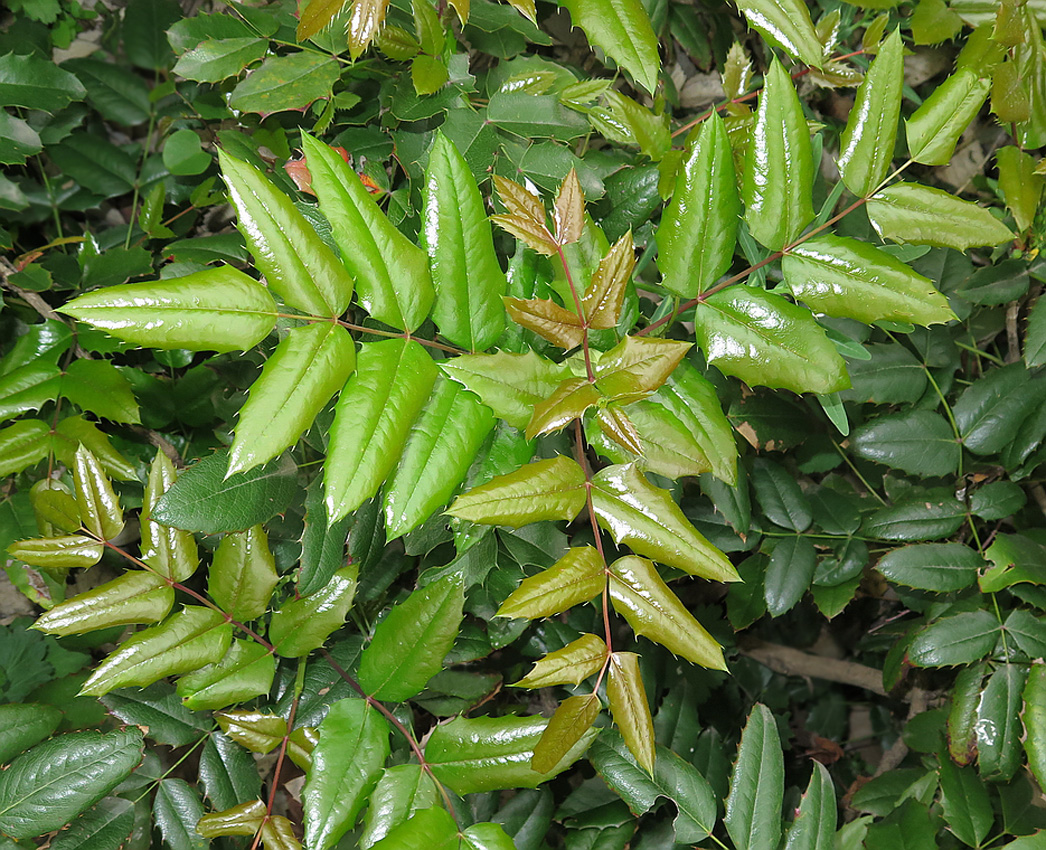 Image of Mahonia aquifolium specimen.