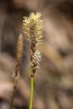 Carex ericetorum