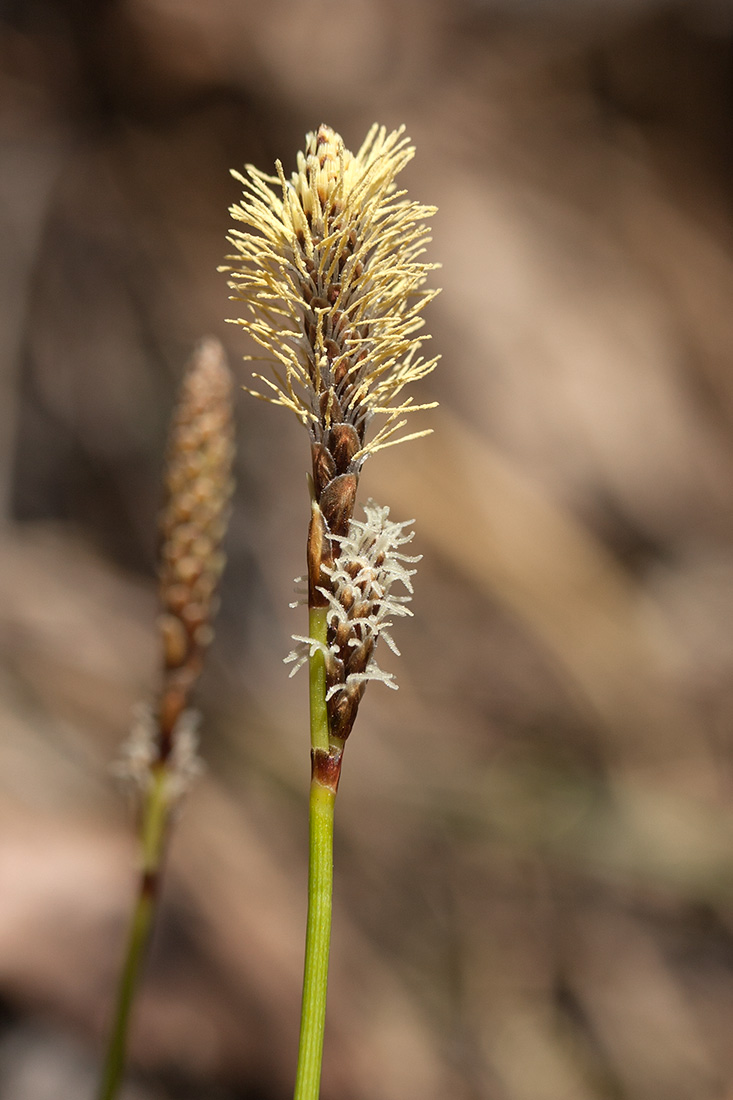 Изображение особи Carex ericetorum.