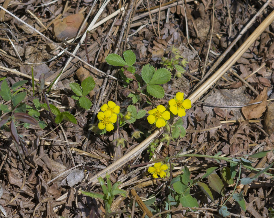 Image of Potentilla fragarioides specimen.