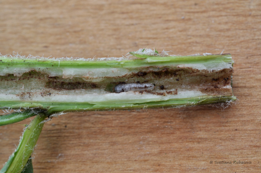 Image of Cirsium setosum specimen.