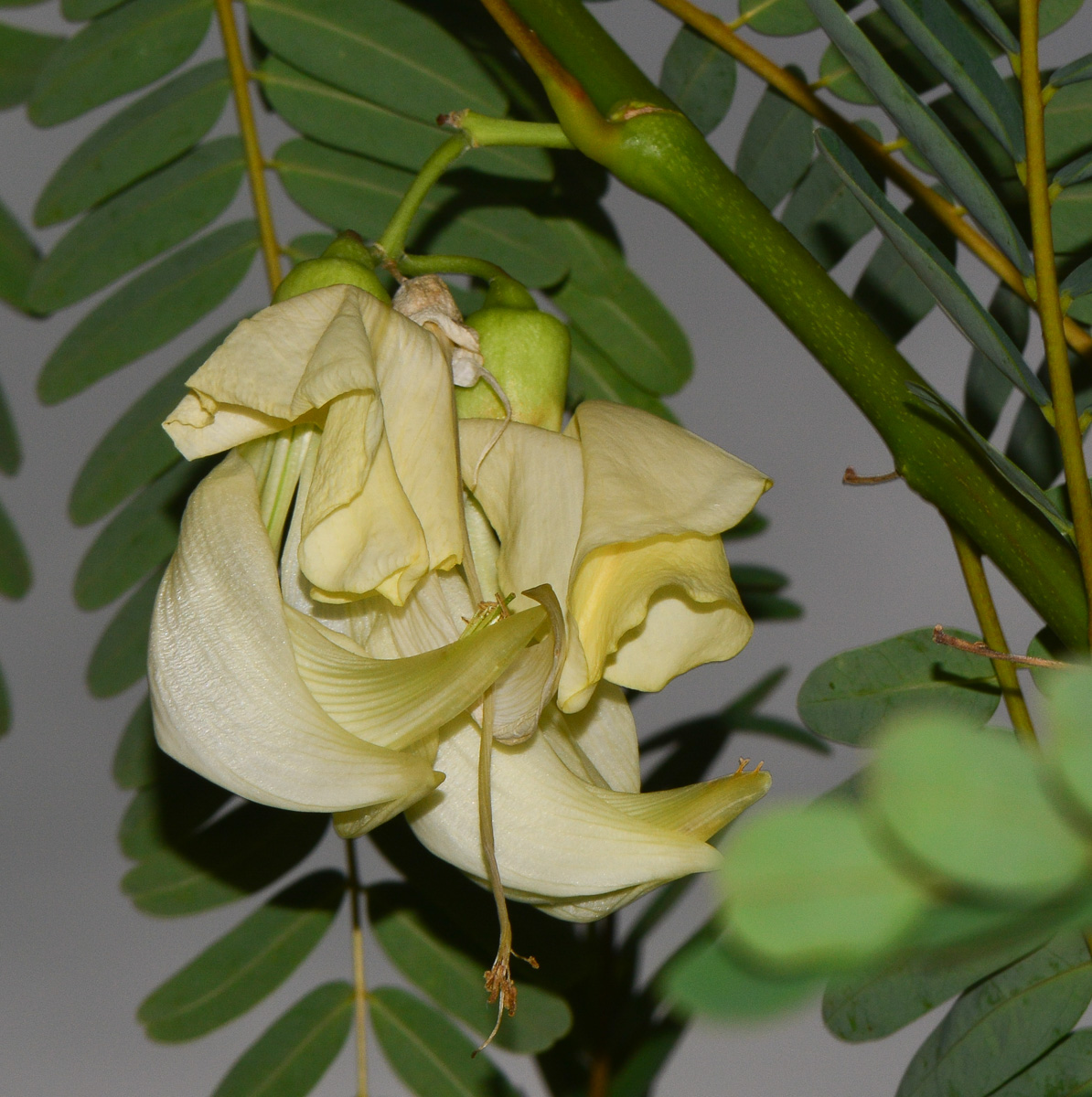 Image of Sesbania grandiflora specimen.