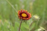 Gaillardia aristata