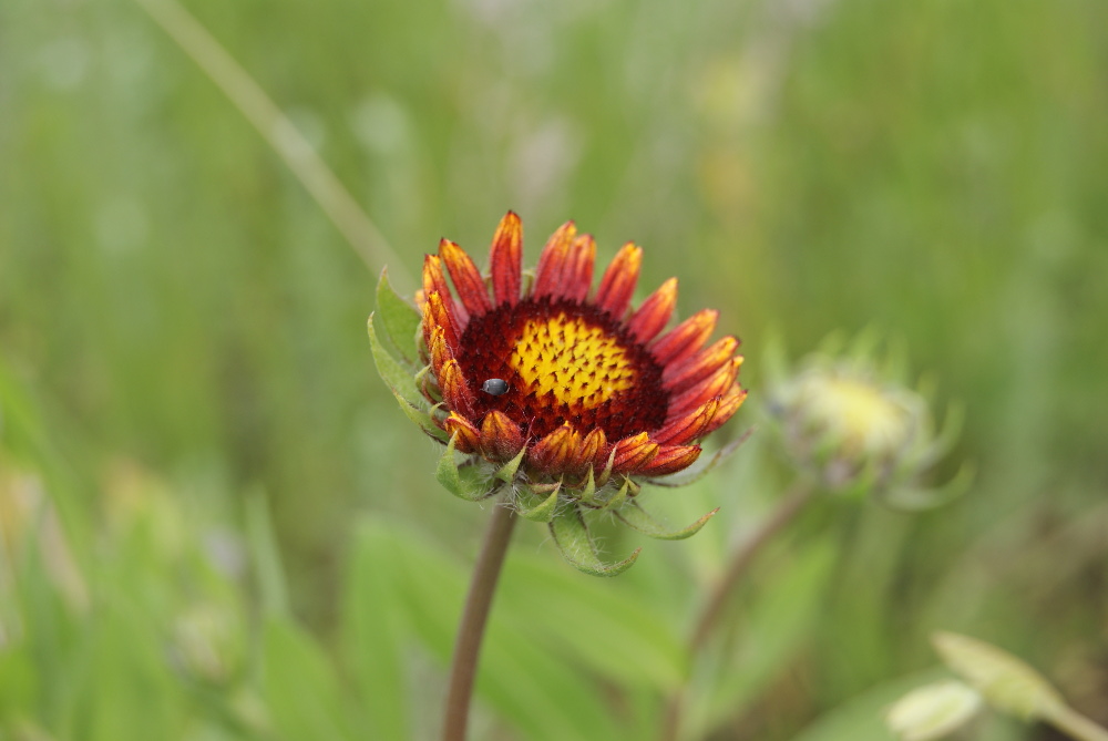 Изображение особи Gaillardia aristata.