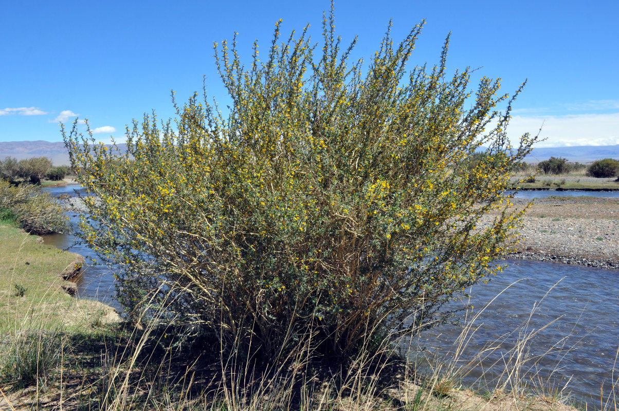 Изображение особи Caragana spinosa.