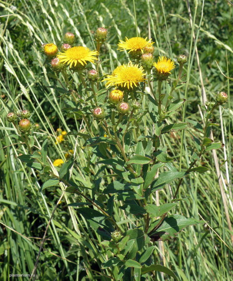 Image of Inula aspera specimen.
