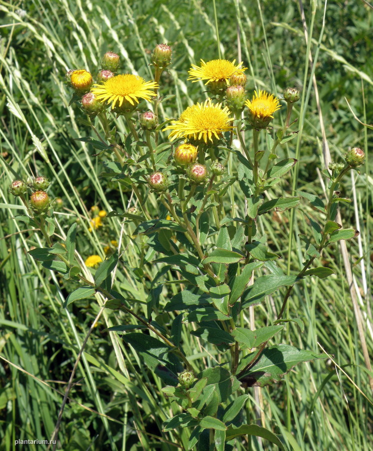 Изображение особи Inula aspera.