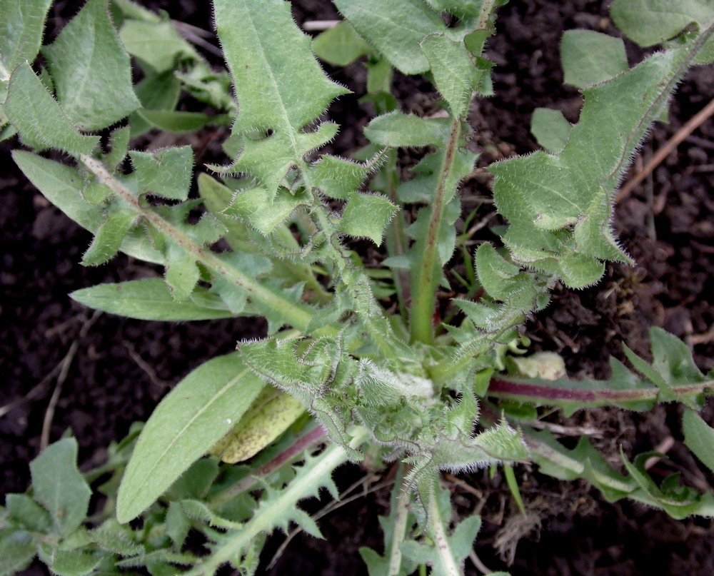 Изображение особи Crepis rhoeadifolia.