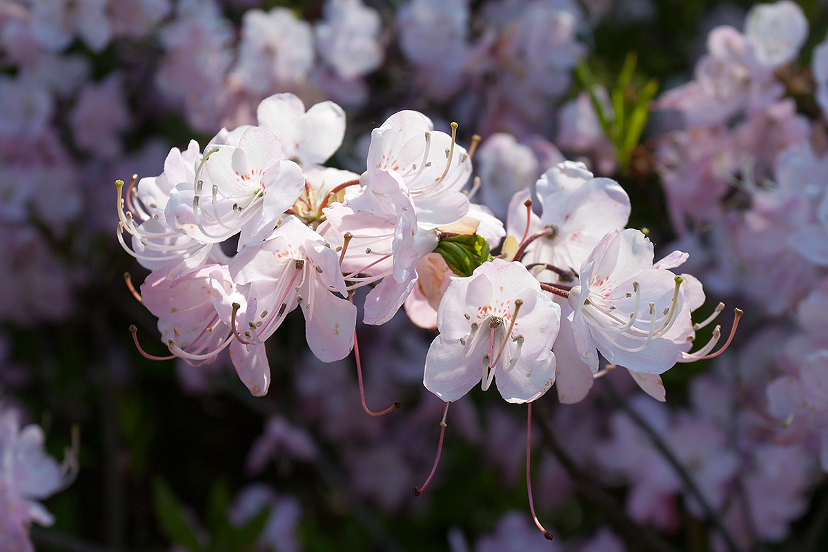 Image of Rhododendron vaseyi specimen.