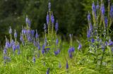 Veronica longifolia