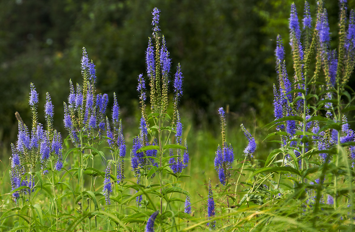 Изображение особи Veronica longifolia.