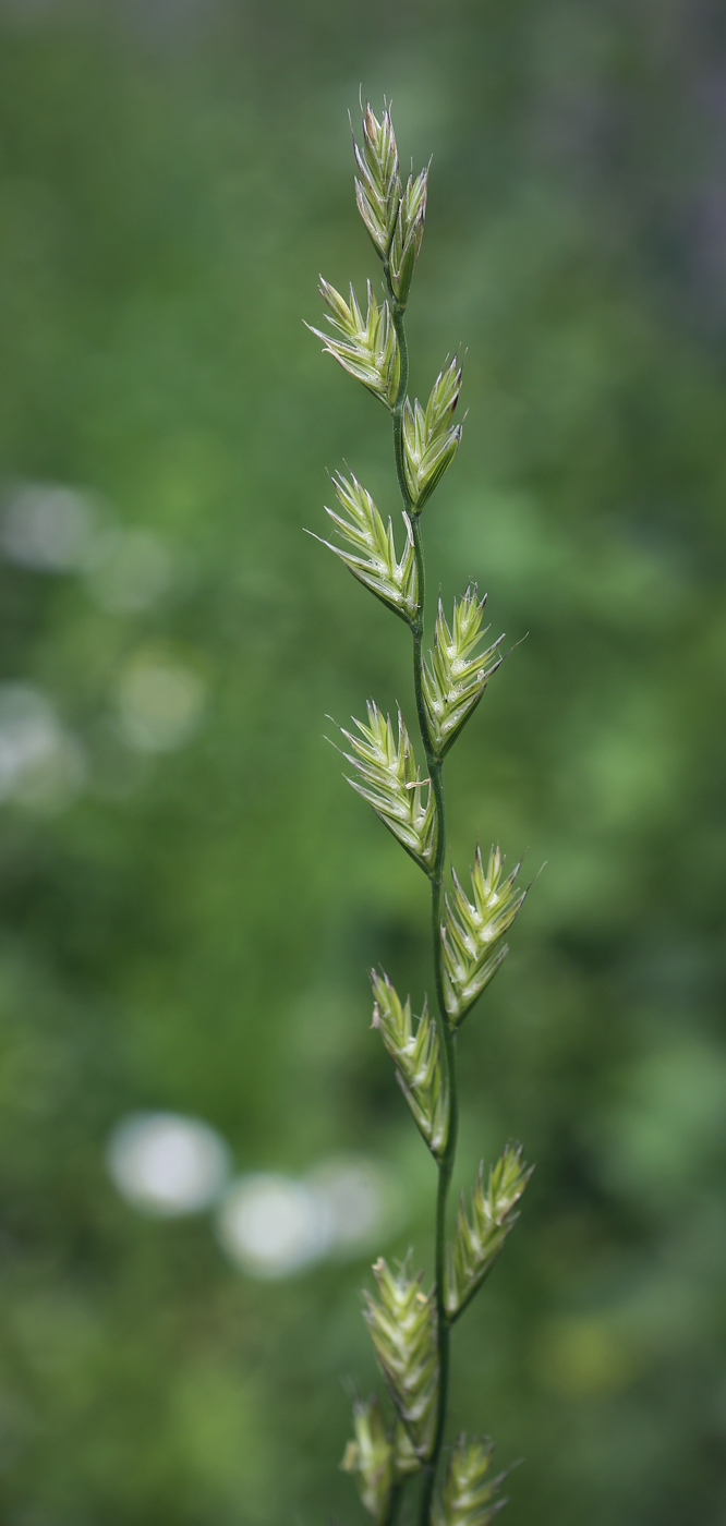 Image of Lolium multiflorum specimen.