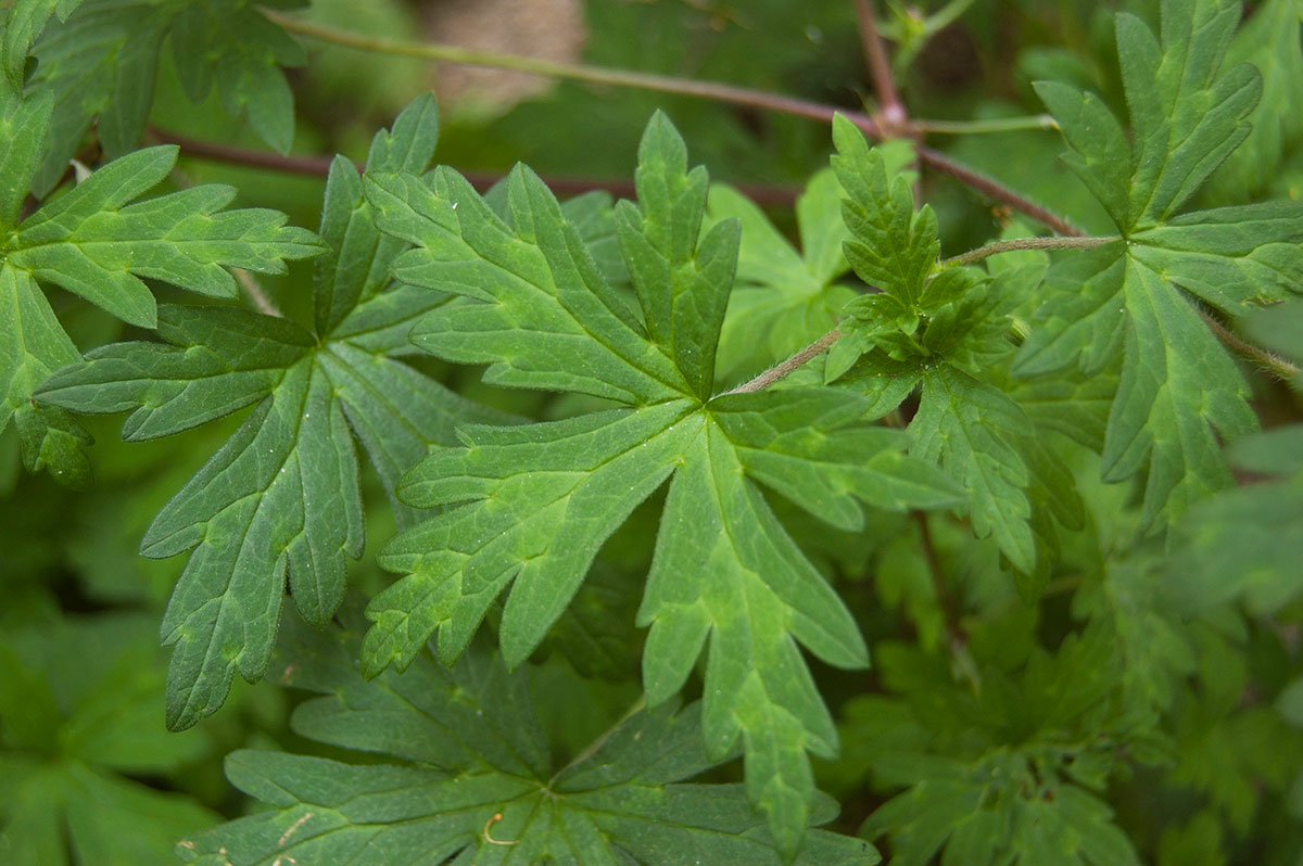 Image of Geranium sibiricum specimen.