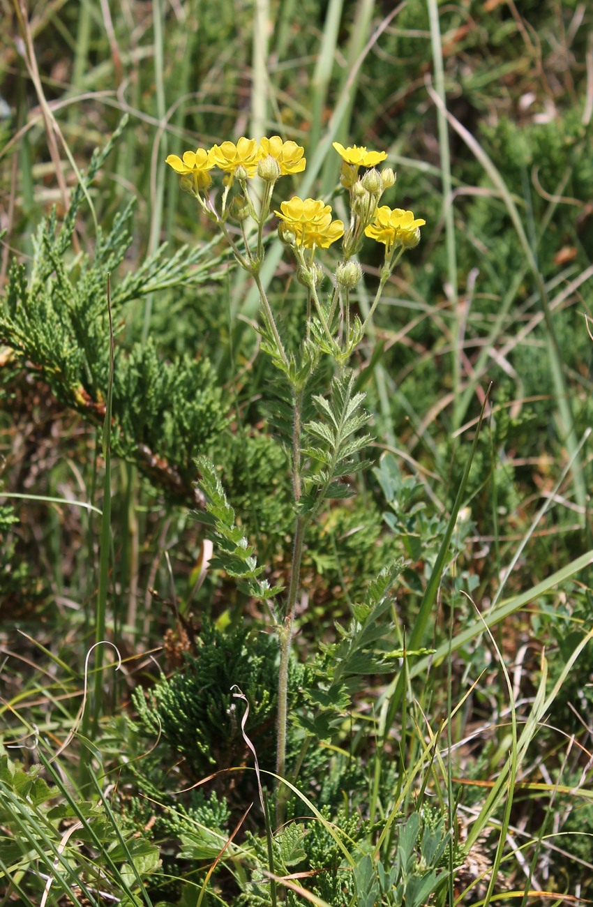 Изображение особи Potentilla pimpinelloides.