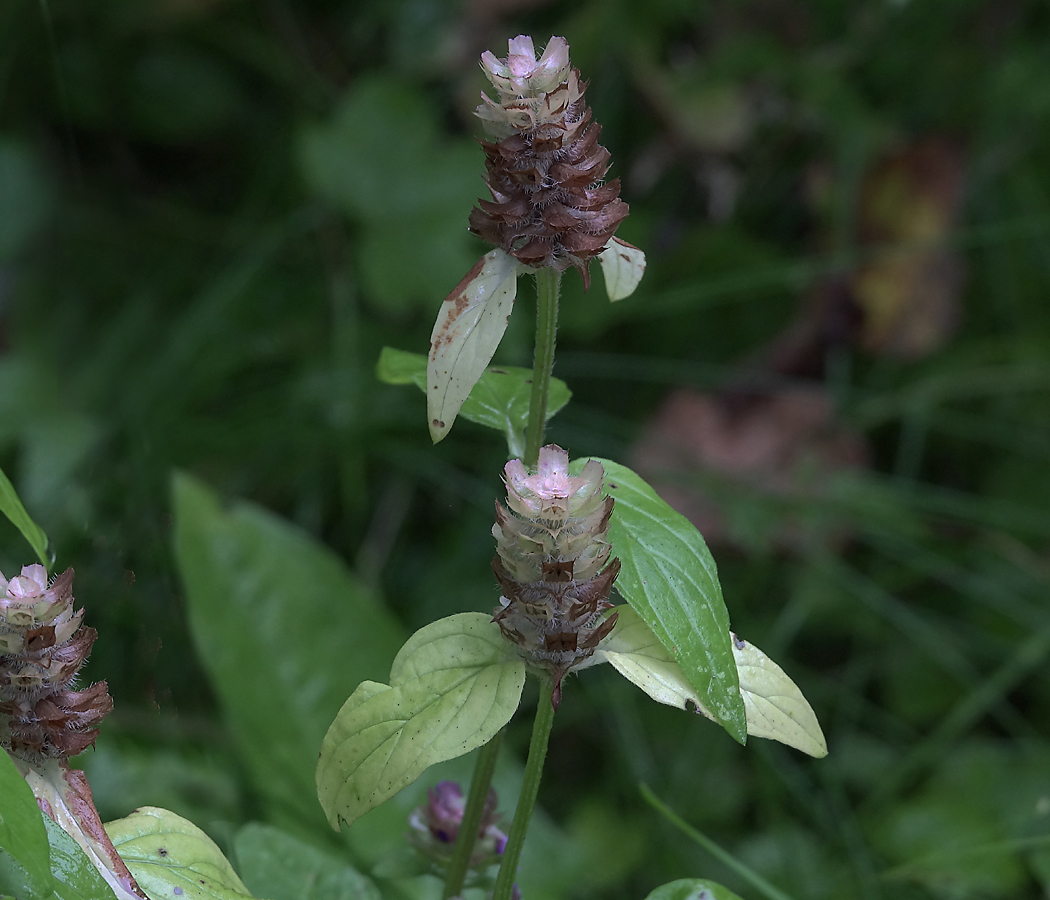 Изображение особи Prunella vulgaris.