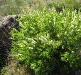 Spiraea hypericifolia