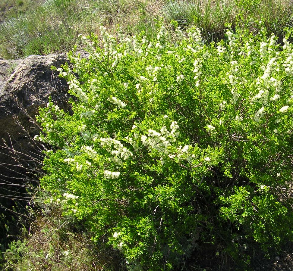 Image of Spiraea hypericifolia specimen.
