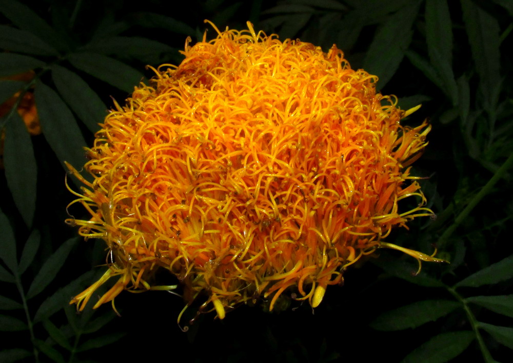 Image of Tagetes erecta specimen.