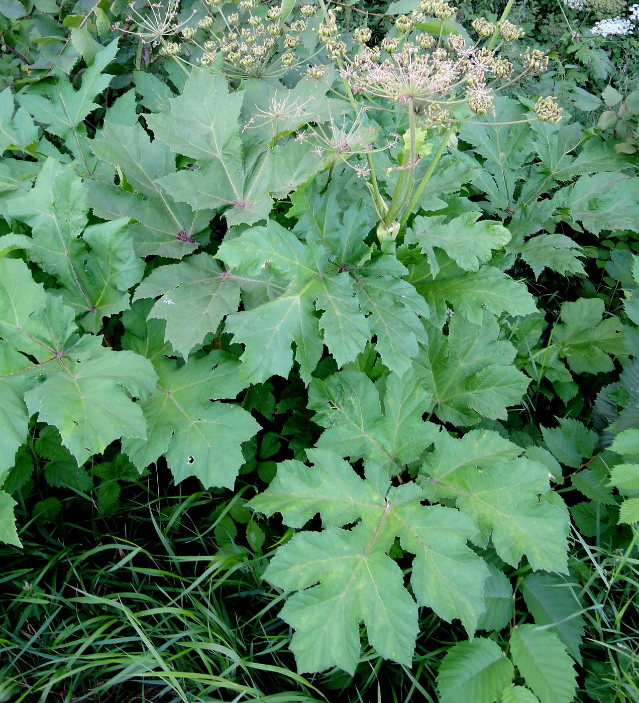 Изображение особи Heracleum sosnowskyi.