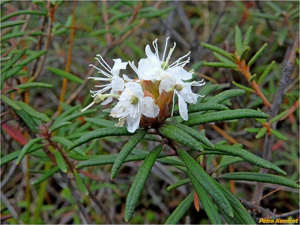 Image of Ledum palustre specimen.