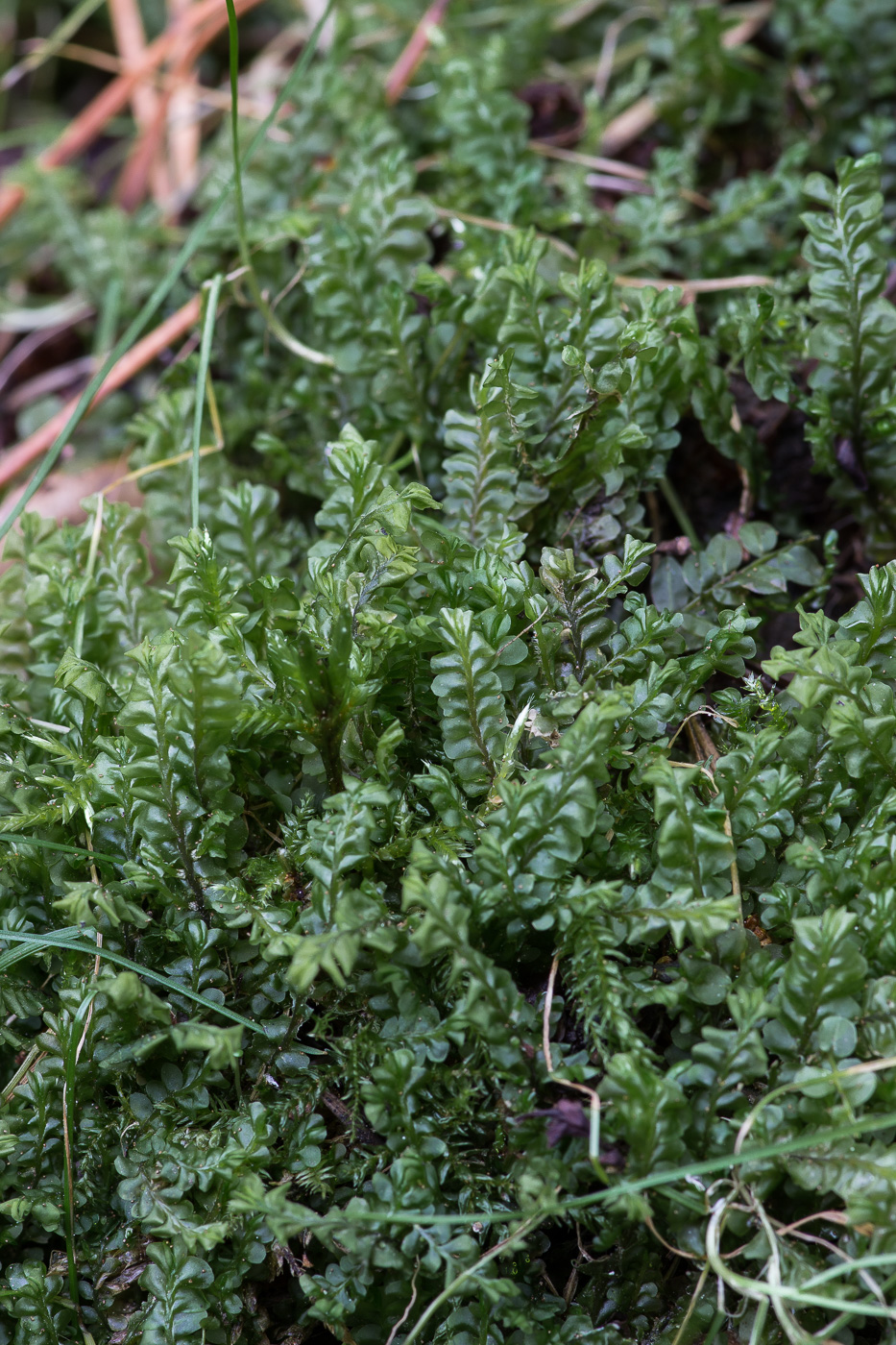 Изображение особи Plagiochila asplenioides.