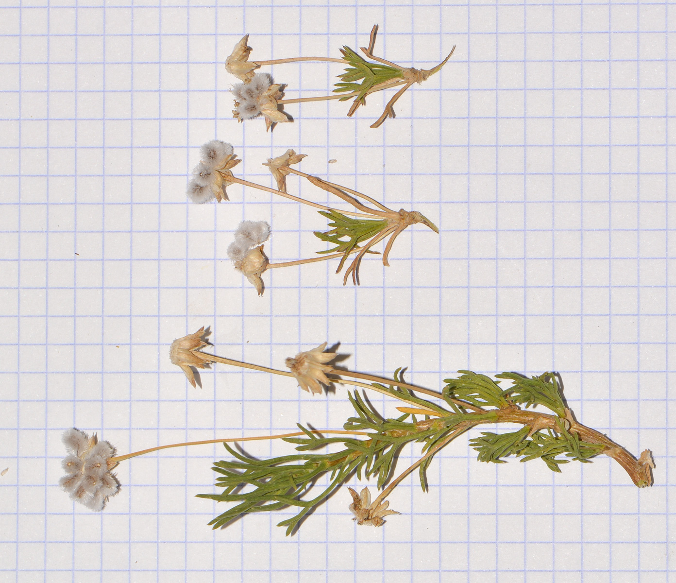 Image of Euryops multifidus specimen.