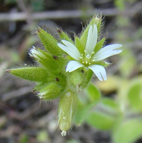 Image of Cerastium glomeratum specimen.