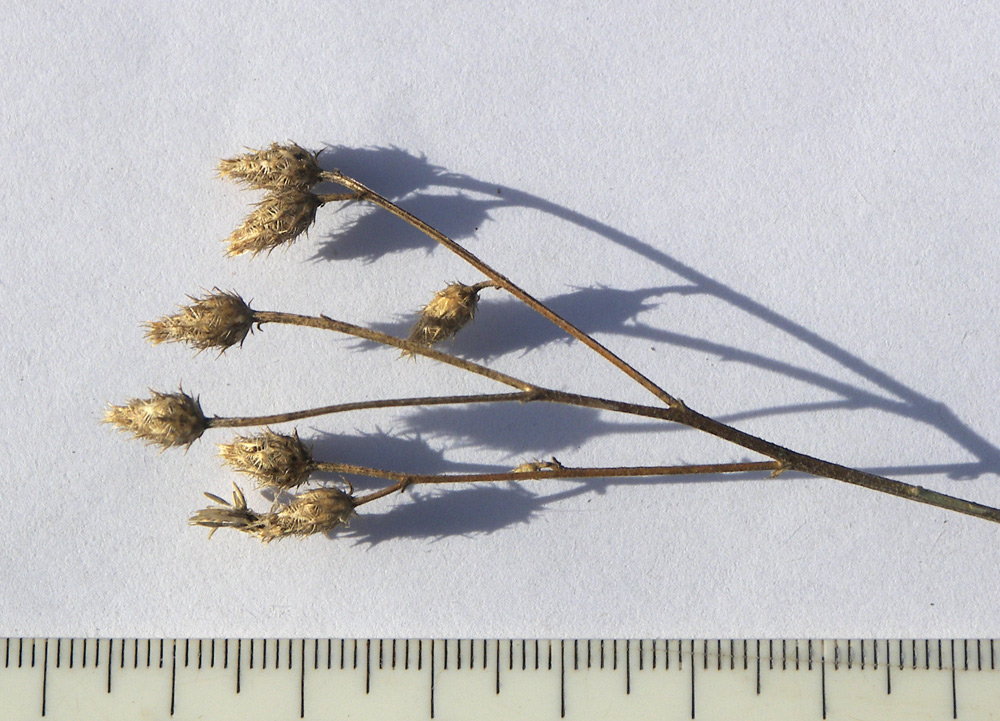 Image of Centaurea diffusa specimen.