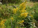 Solidago virgaurea. Верхушка цветущего растения. Тверская обл., Кимрский р-н, окр. дер. Ларцево, заросшая лесная тропа на краю вырубки. 18.08.2017.