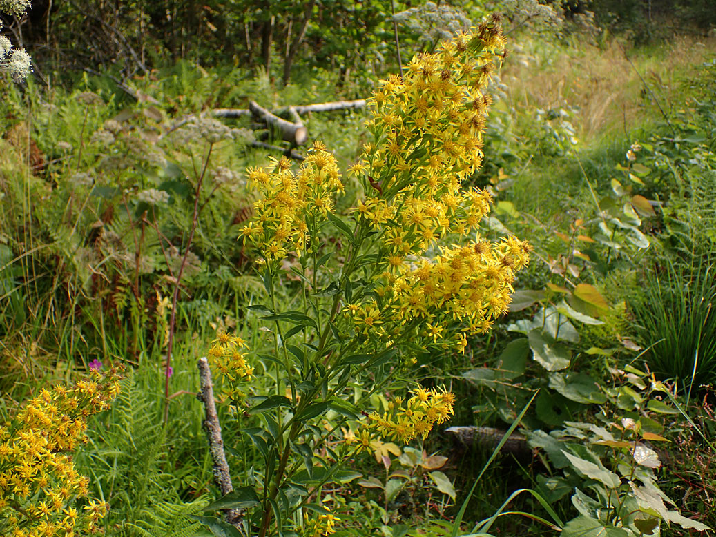 Изображение особи Solidago virgaurea.