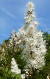Sorbaria sorbifolia. Соцветие. Амурская обл., Бурейский р-н, окр. пос. Малиновка. 17.07.2016.