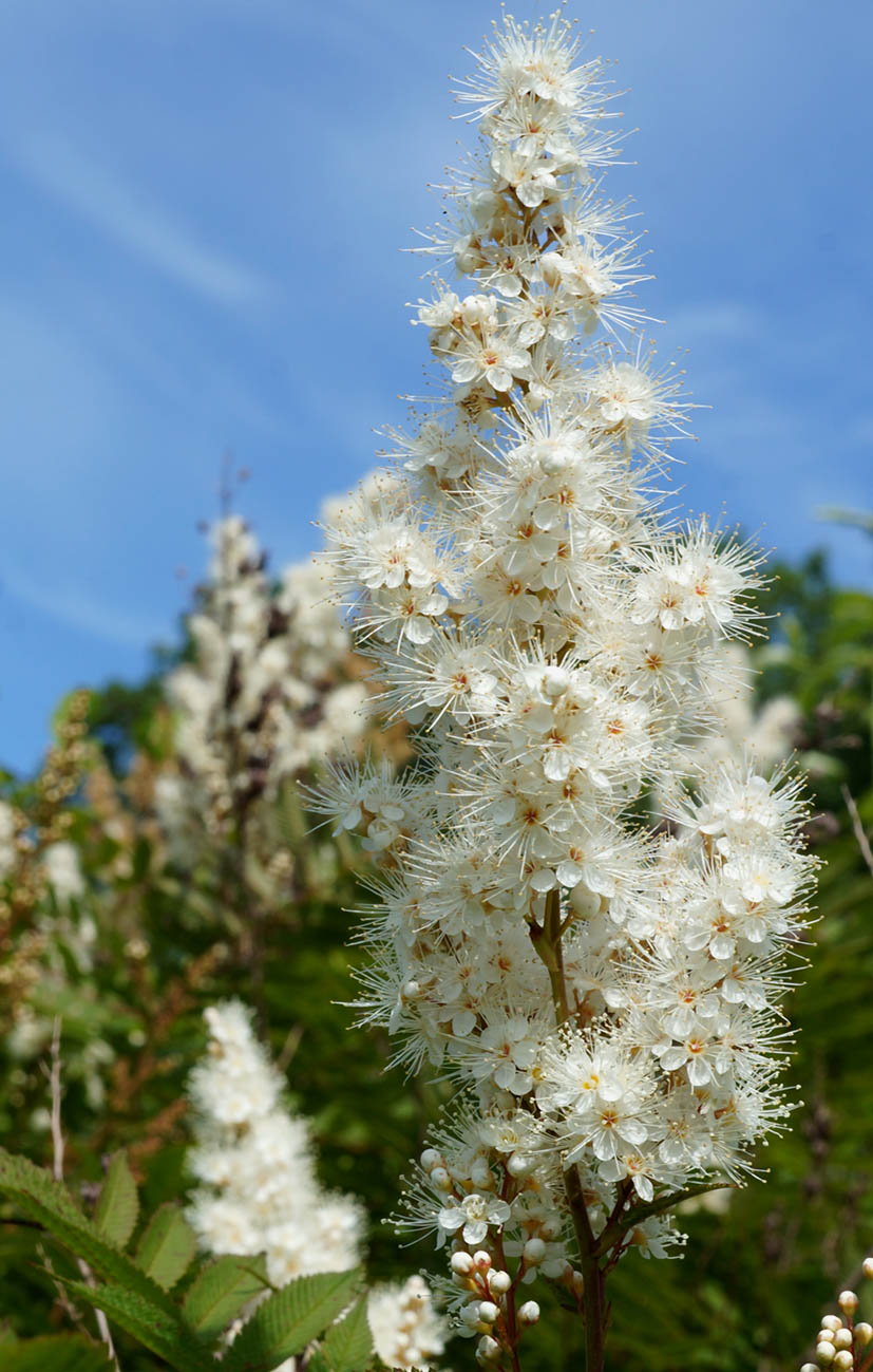 Image of Sorbaria sorbifolia specimen.