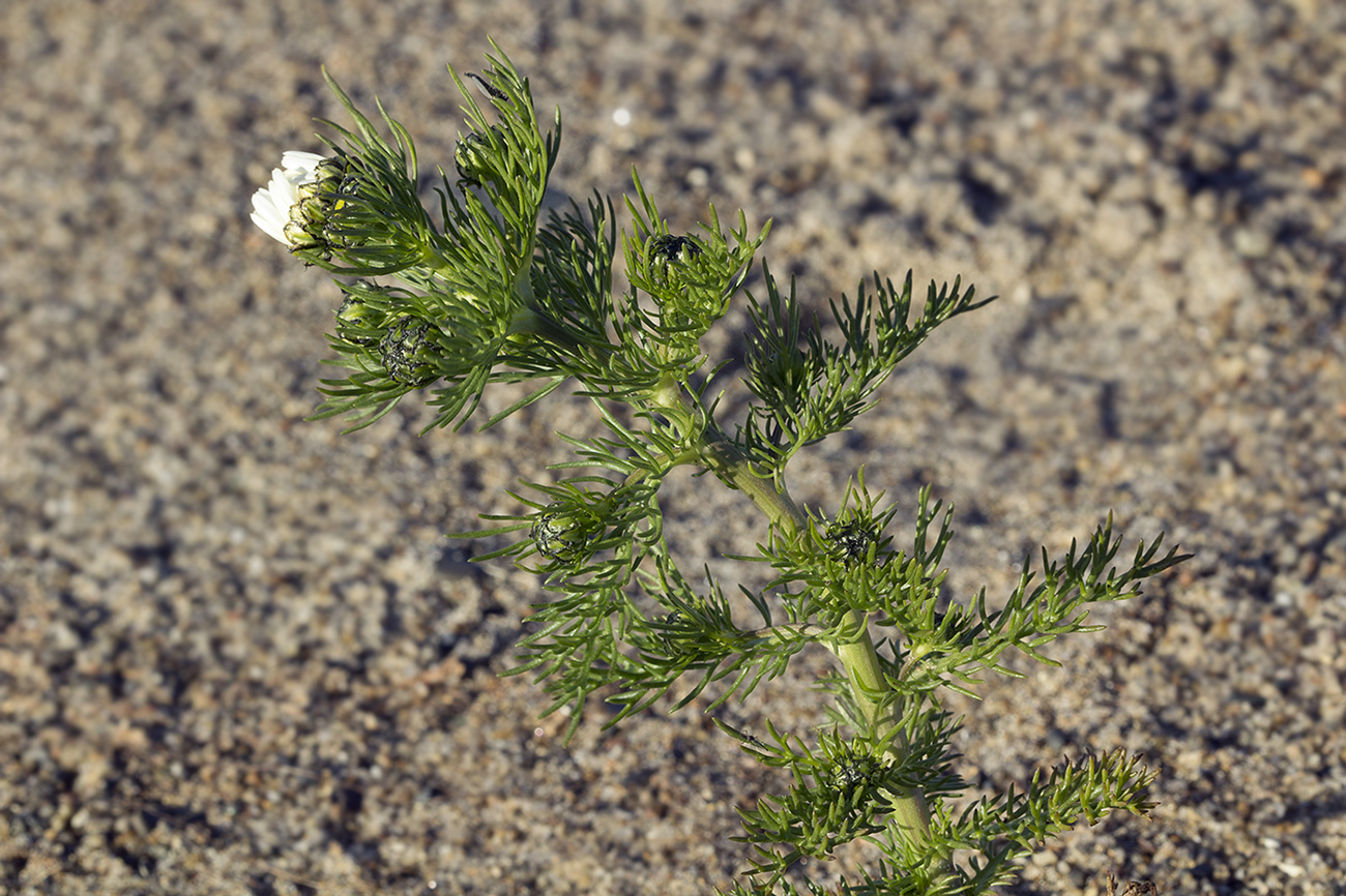 Image of Tripleurospermum tetragonospermum specimen.